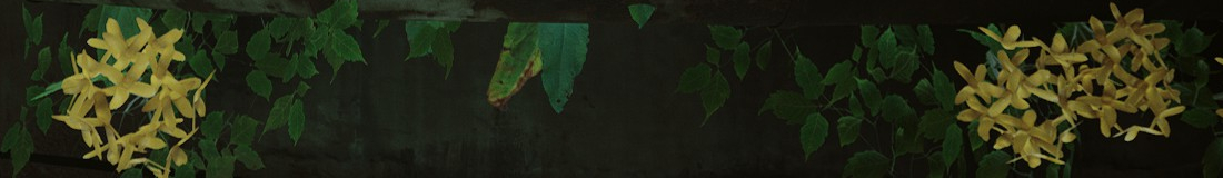 Section header image