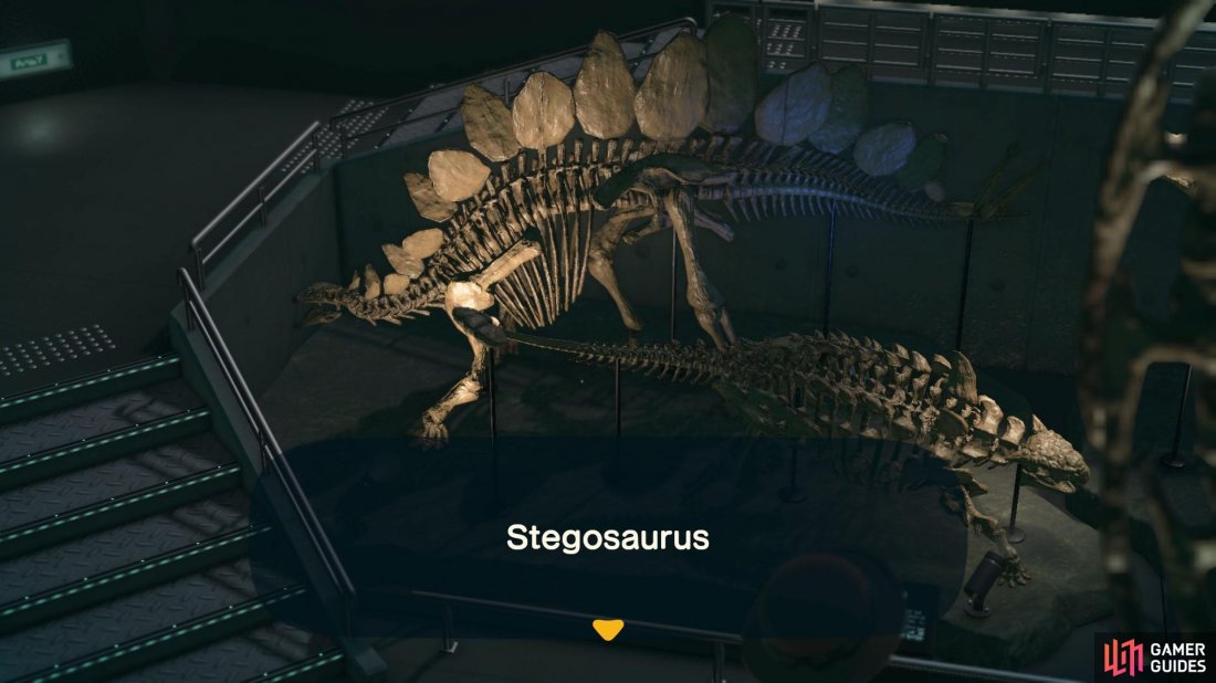 The stegosaurus is a large herbivorous dinosaur.