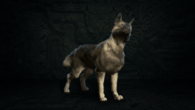 Asheara The Canine