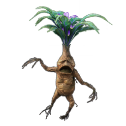 Mandrake Root, Roblox Wiki