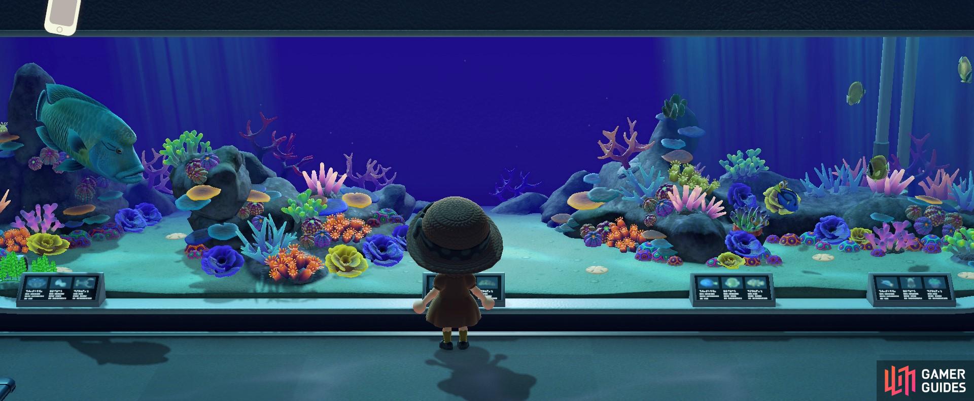 Sea Creatures Exhibitions - Fish Wing - Museum Exhibitions | Animal Crossing:  New Horizons | Gamer Guides®