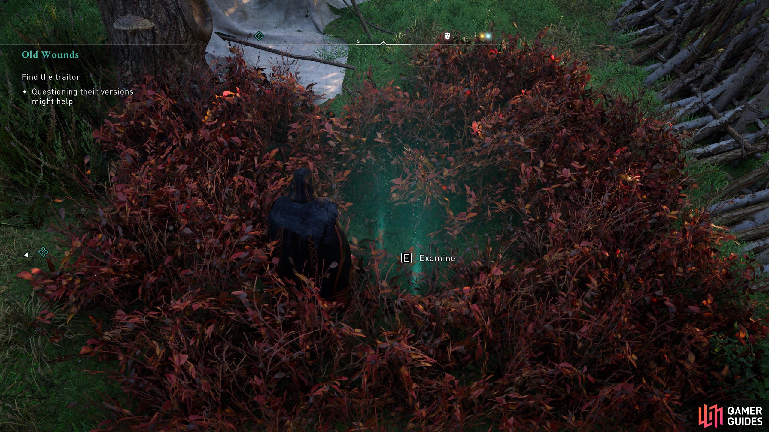 Examine the bushes within the camp as evidence.