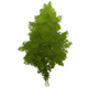 BirchSaplingHousingFurnishingsGenshinImpact.png