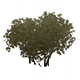 GeminiJasmineHousingFurnishingsGenshinImpact.png