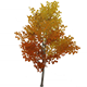 GoldenPearlrootTreeHousingFurnishingsGenshinImpact.png