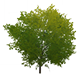 GreenPearlrootTreeHousingFurnishingsGenshinImpact.png