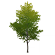 KindletreeHousingFurnishingsGenshinImpact.png