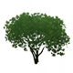 VerdantBloomHousingFurnishingsGenshinImpact.png