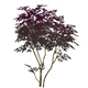 VivaciousLacquerleafHousingFurnishingsGenshinImpact.png