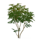 VivaciousSmokeleafFurnishingsGenshinImpact.png