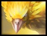 SMT_V_Horus_Icon.jpg