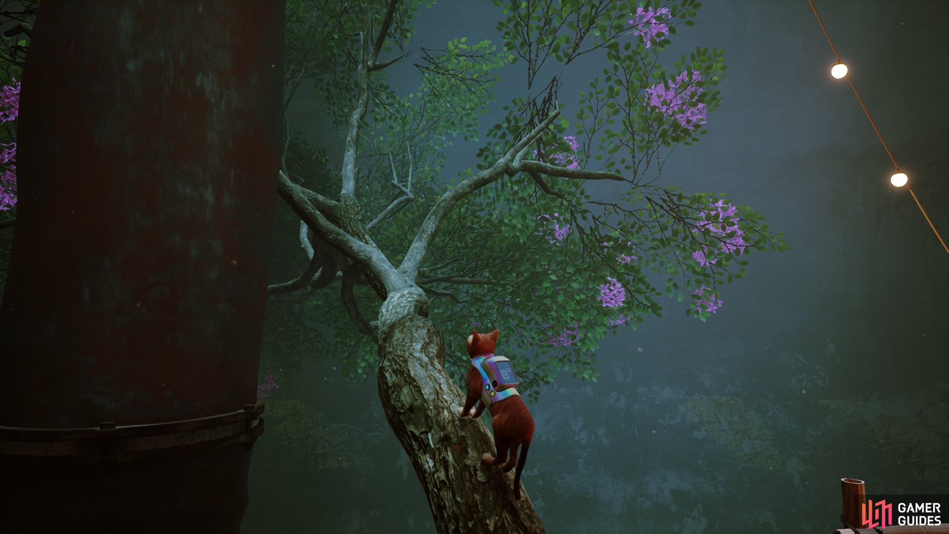 Climb the tree for the purple flower location.