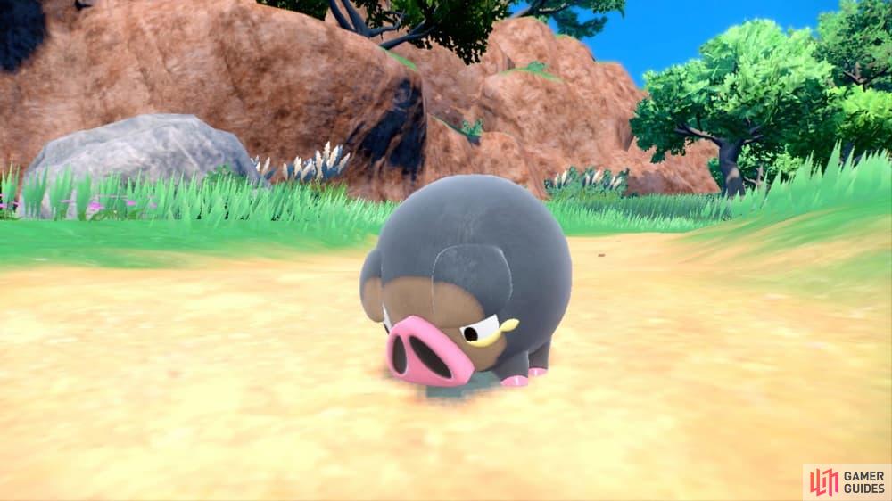 Here is Lechonk. (Credit: The Pokémon Company)