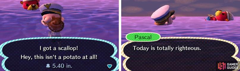 animal crossing scallop