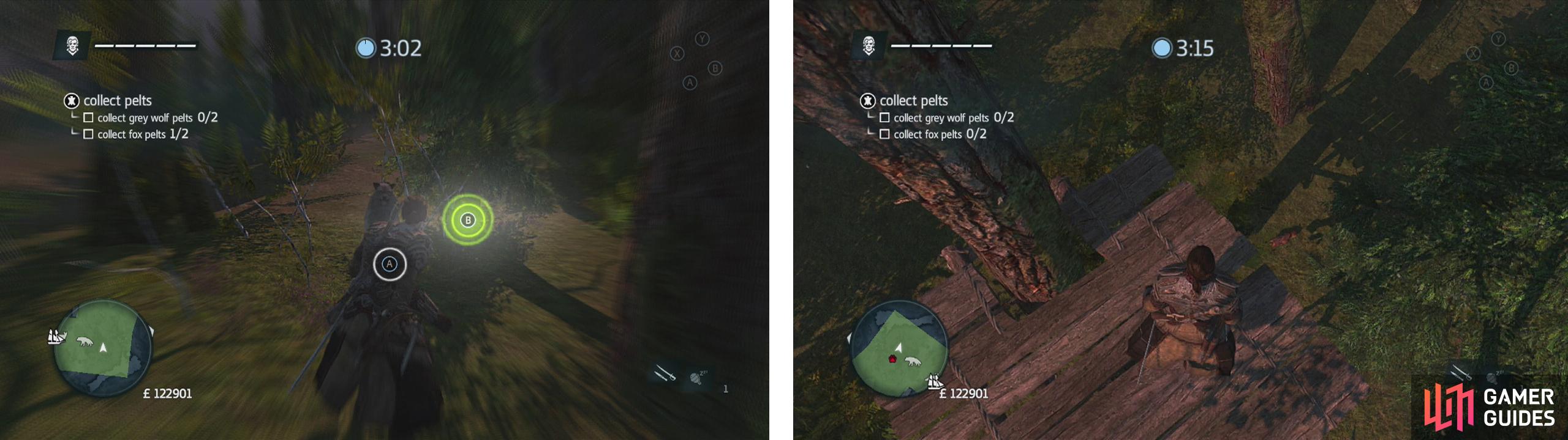 Use air assassinations or tranquilisers to take the foxes down (left). Approach the wolves to have them attack you, hit the button prompts to take them down (right).