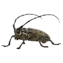 Item icon