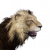 "Lion" icon