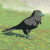 "Mountain Crow" icon
