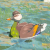 "Bright-Chested Duck" icon