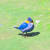 "Blue Sparrow" icon