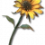 "Singed Daisy" icon