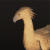 "Chocobos" icon