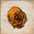 "Desert Rose" icon