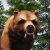 "Giant Bear" icon