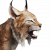 "Island Lynx" icon
