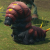 "Lava Worm" icon