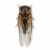 "Cicada" icon