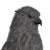 "Onyx Hippogriff" icon