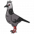 "Common Dove" icon