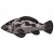 "Grouper Fish" icon
