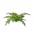 "Fern Plant" icon