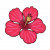 "Hibiscus" icon