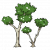"Niaouli Tree" icon