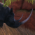 "Black Rhino" icon