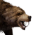 "Brown Bear" icon