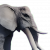 "Elephant" icon