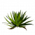 "Aloe Leaves" icon