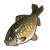 "Mysteria Carp" icon