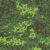 "Moss" icon