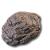 "Burdo-Muck" icon