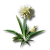 "Jincao" icon