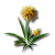 "Fluffed Jincao" icon
