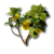 "Citrome" icon