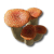 "Red Bolete" icon