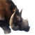 "Wild Tuskbeast" icon