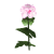 "Begonia" icon